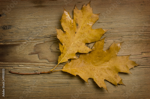 two autumn leaves over old knaggy board. photo