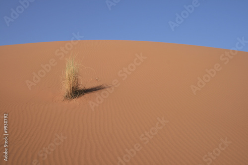 herbes dans les dunes de sable