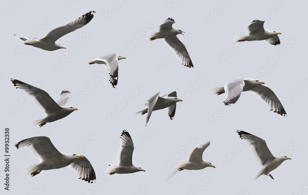 Fototapeta premium Composite image of some views of a herring gulls in flight