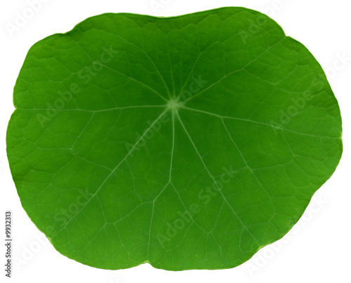 XXL Leaf of nasturtium