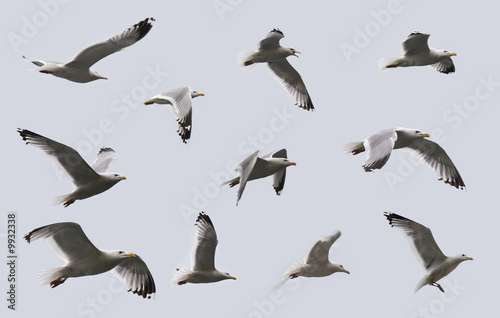 Composite image of some views of a herring gulls in flight