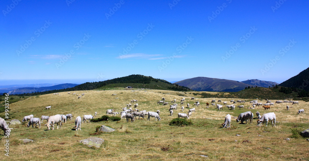 Fototapeta premium Vaches gasconnes,Pyrénées audoises