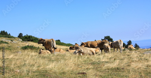 Troupeau de vaches,Pyrénées orientales © arenysam
