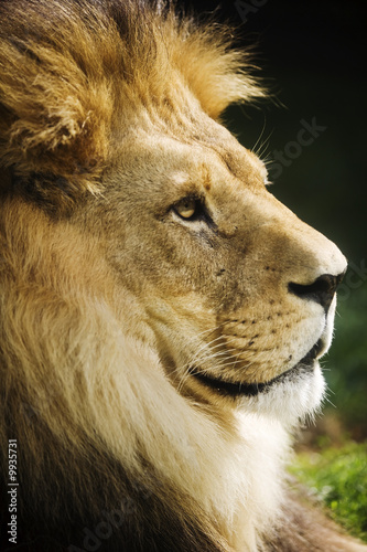 The king of all animals portrait