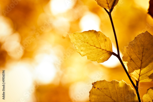 yellow and brown foliage with vibrant colors in autumn