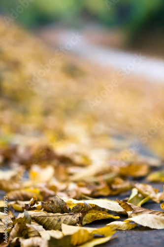 Colorful autumn leaves as nice background