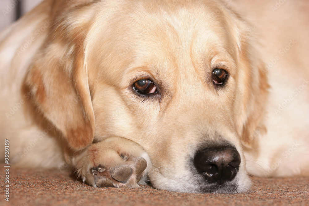 Labrador retriever Labrador retriever
