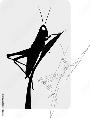 grasshopper