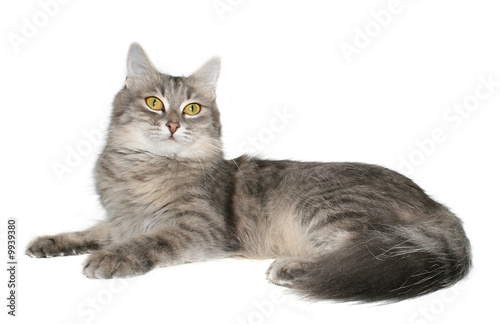 Small kitten on a white background.