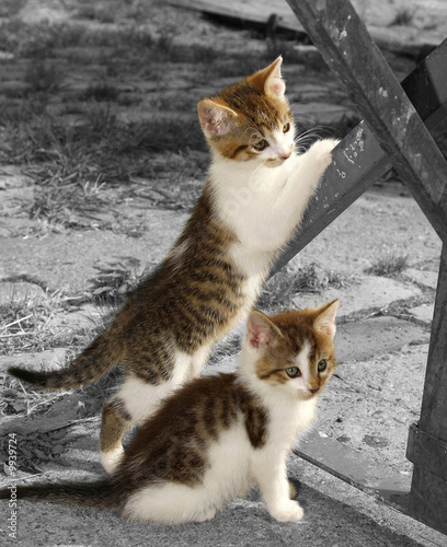 Katzenkinder