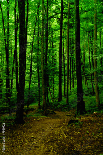 beautiful rain forest in Germany near Salzburg