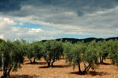 cielo temporalesco sopra gli olivi photo