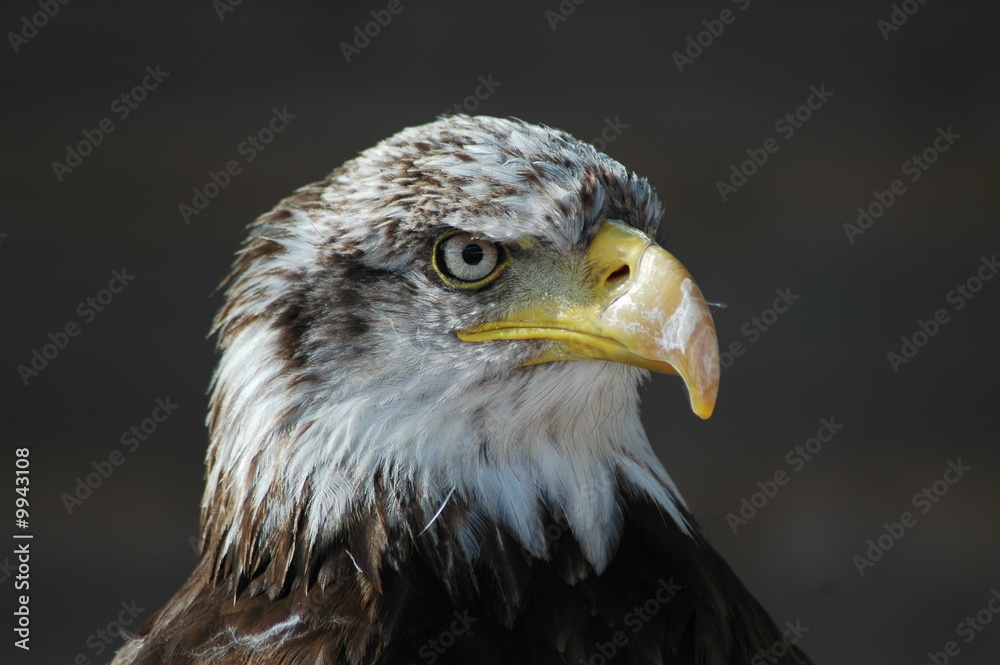 Obraz premium Aigle 2