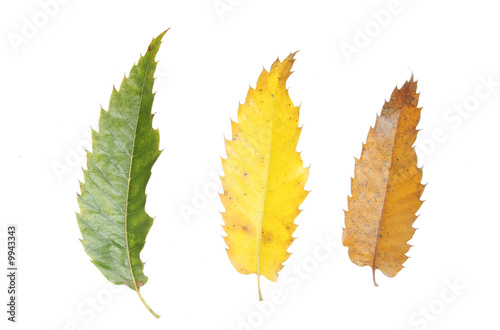 Three sweet chetnut leaves at different stages of Autumn color