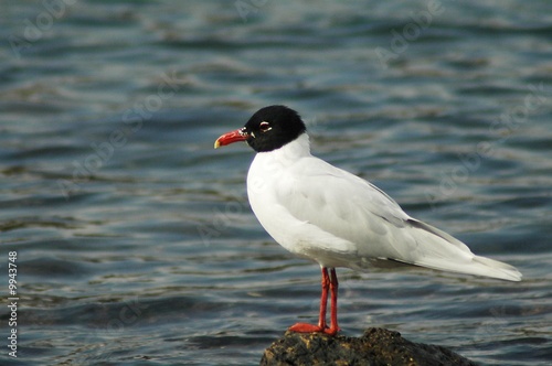 mouette mélanocéphale 2