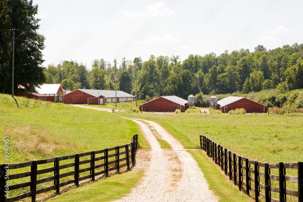 A gravel road line by fences leading to red barns