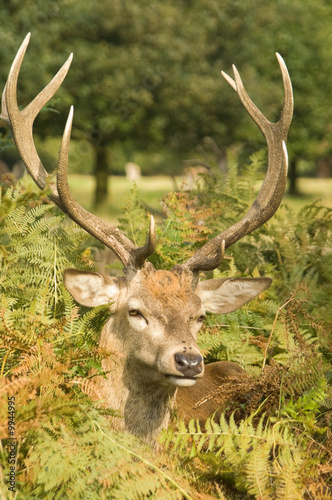 Stag deer close up within ferns against forest