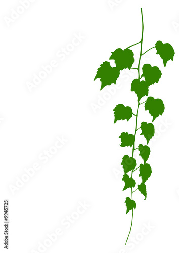 Wilder Wein