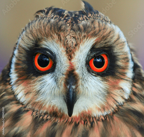 Owl with Halloween Eyes