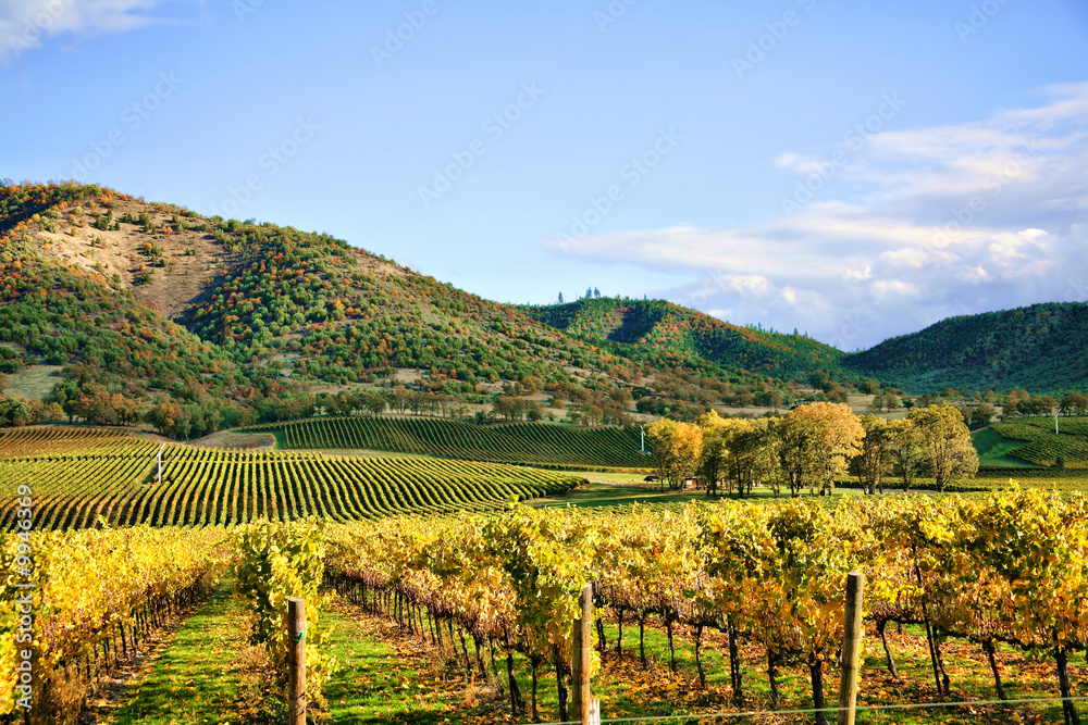 Obraz premium Autumn Vineyard - Rows of Grapevines in Fall