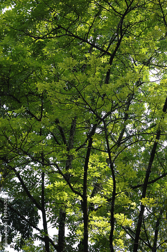 Fototapeta premium green leaf