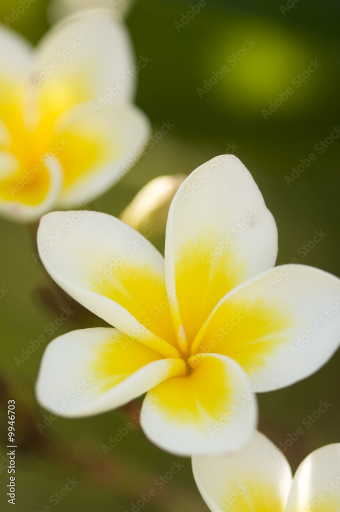 Yellow Plumeria Flowers on the tree in Kauai, Hawaii