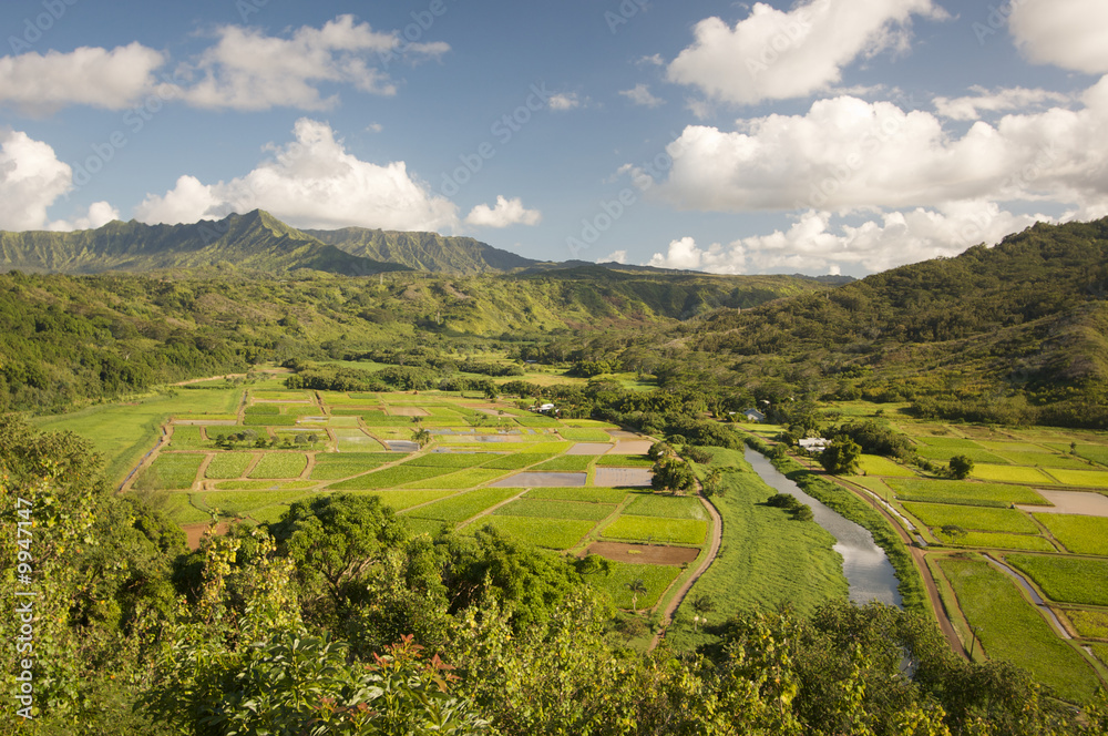 Hanalei Valley and Taro Fields on Kauai, Hawaii