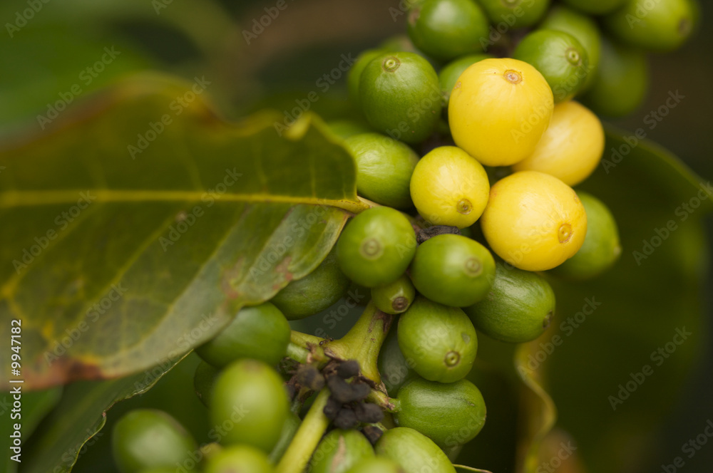 Coffee Beans on the Branch in Kauai, Hawaii Coffee Beans on the Branch in Kauai, Hawaii