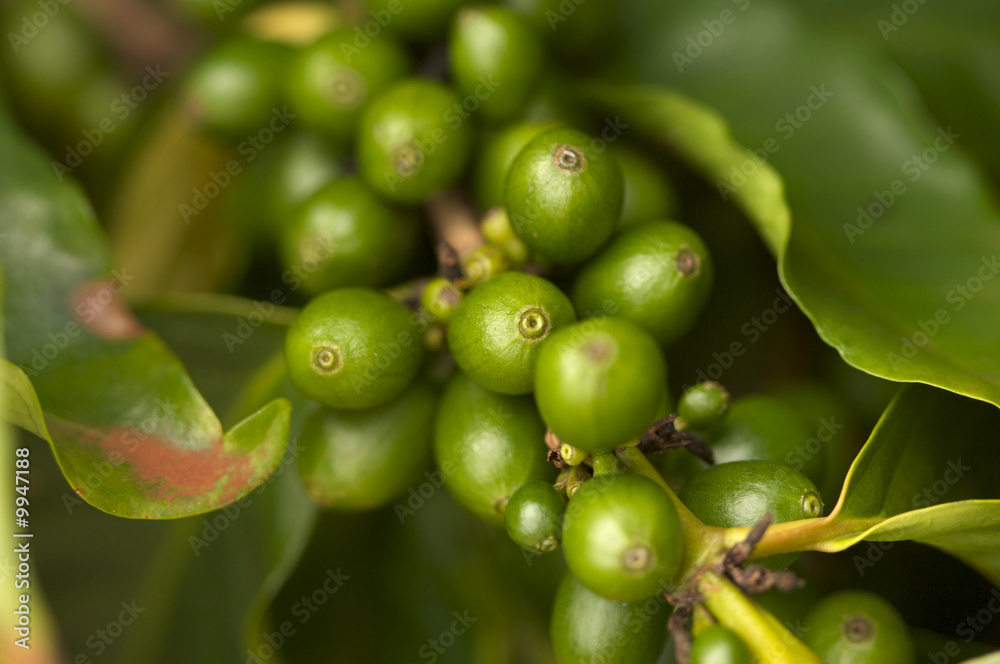Coffee Beans on the Branch in Kauai, Hawaii Coffee Beans on the Branch in Kauai, Hawaii