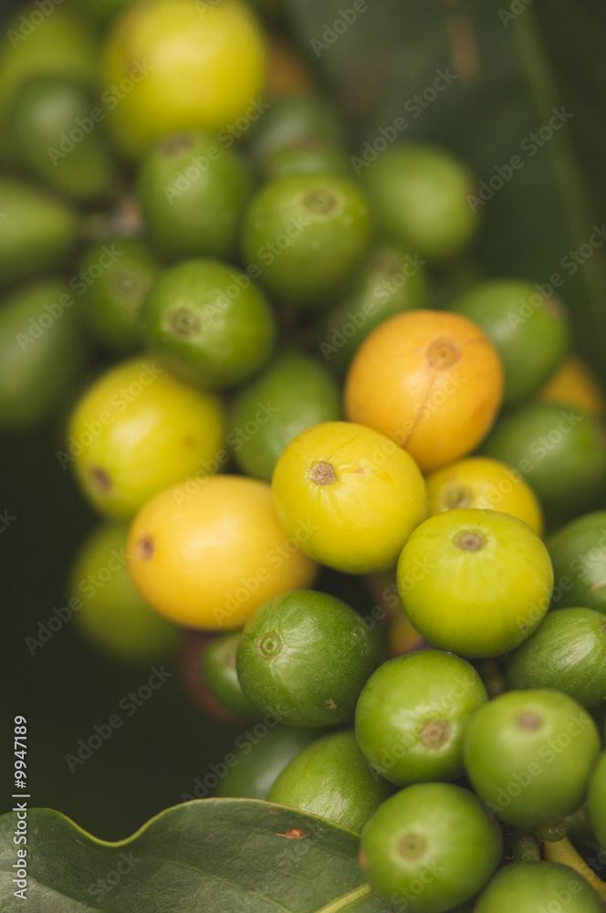 Coffee Beans on the Branch in Kauai, Hawaii Coffee Beans on the Branch in Kauai, Hawaii