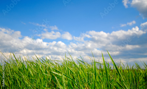 Green grass on background of sky, spring