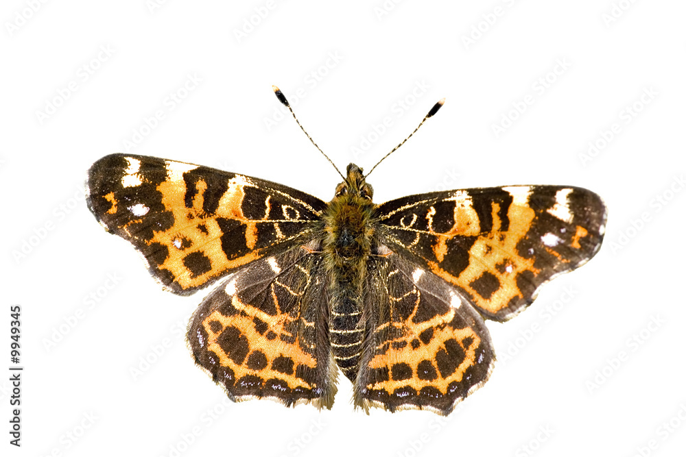 Obraz premium map butterfly on white