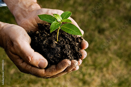 Farmer hand holding a fresh young plant photo