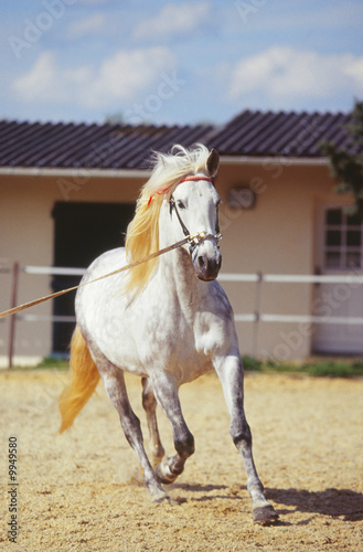 dressage d'un lusitanien