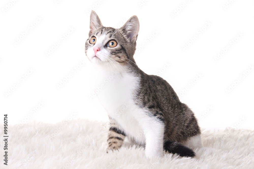 Kitten Kitten