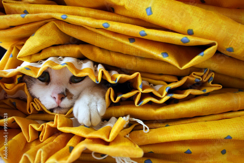 chat caché sous du tissu provençal