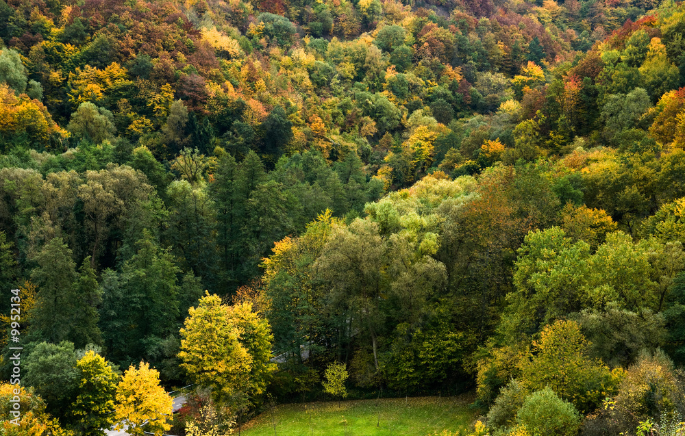 colorful autumn forest along the mosel  in germany