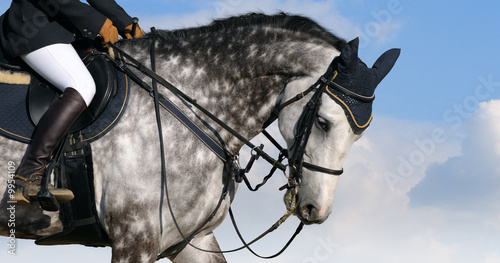 Dapple-gray horse