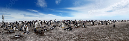 Gentoo Penguin Colony on Sea Lion Island