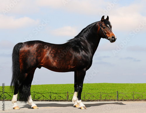 chestnut trakehner stallion - horse form photo