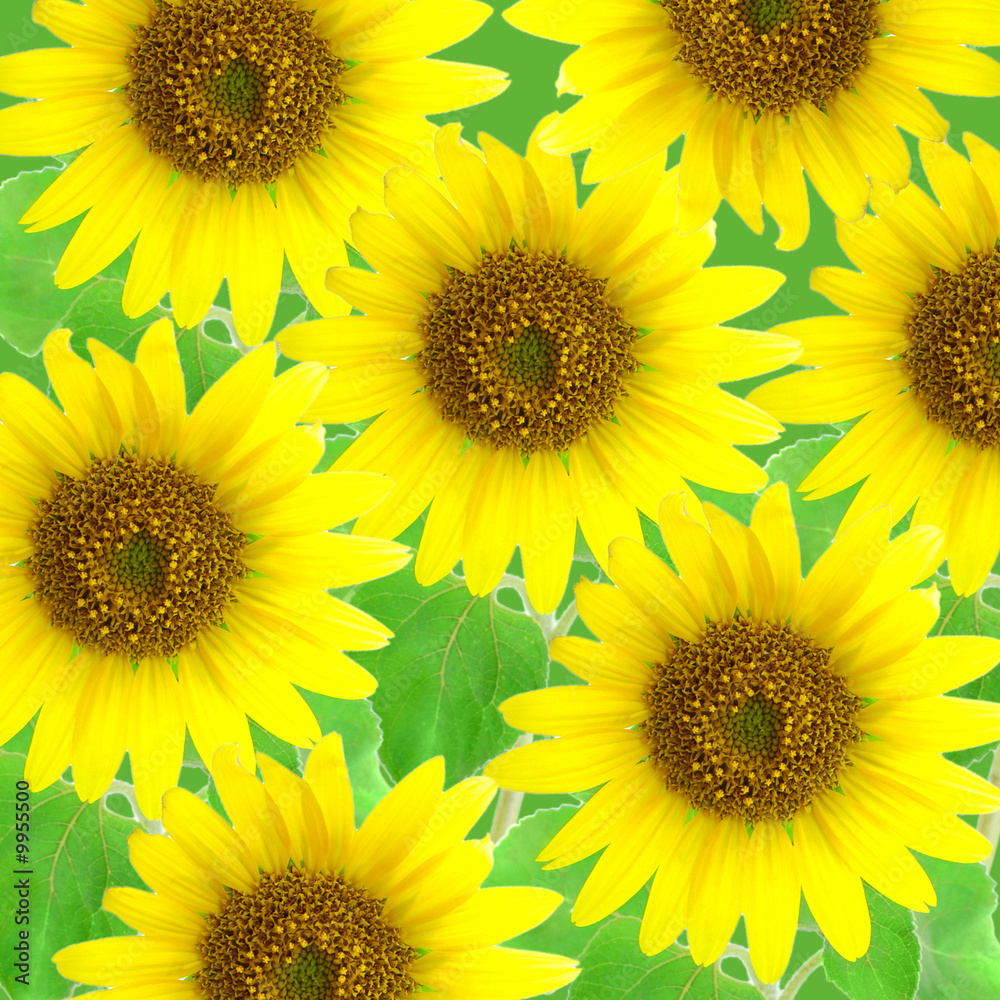 sunflowers sunflowers