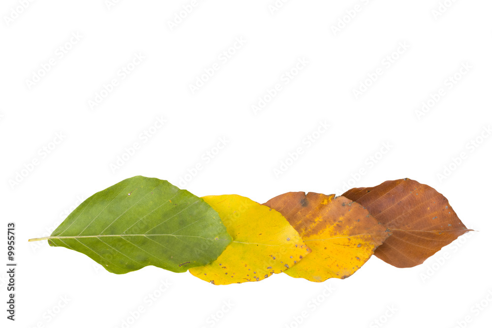 beech leaves in different colors in autumn beech leaves in different colors in autumn