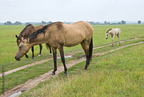 Horse standing in a field  eating grass