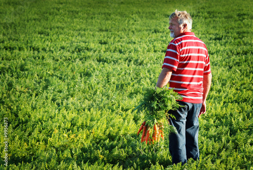 farmer  with carrots in his hand looking at carrot crop