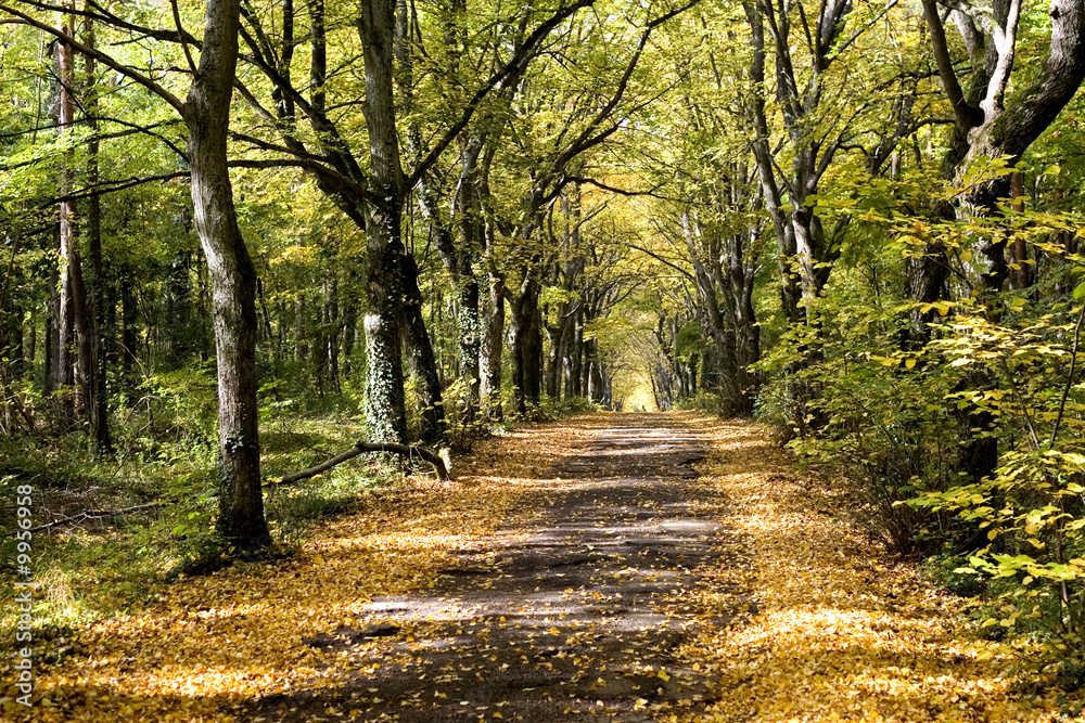 Obraz premium arbres et sous bois
