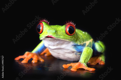 love frog macro - a red-eyed tree frog isolated on black