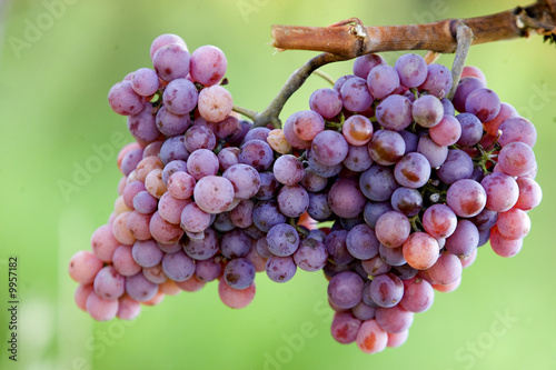 raisin dans le vignoble photo