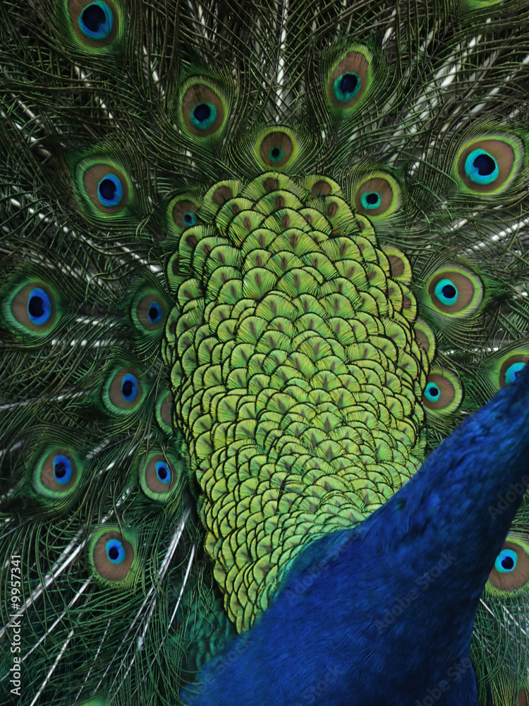 Fototapeta premium Ein balzender Pfau zeigt seine Schmuckfedern