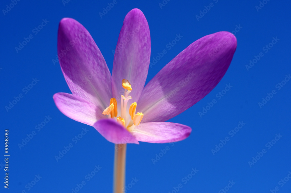 Fototapeta premium Flower