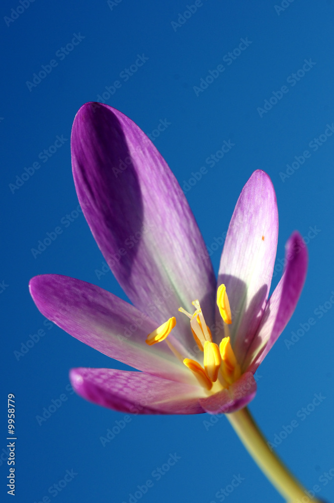Fototapeta premium Flower